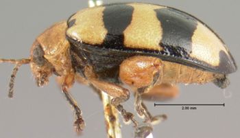 Media type: image; Entomology 18769   Aspect: habitus lateral view